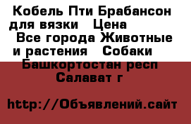 Кобель Пти Брабансон для вязки › Цена ­ 30 000 - Все города Животные и растения » Собаки   . Башкортостан респ.,Салават г.